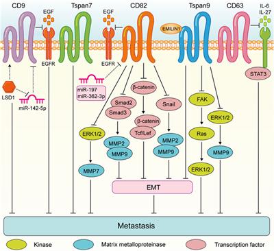 The role of Tetraspanins in digestive system tumor development: update and emerging evidence